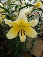 [5181 Catina No01.JPG]